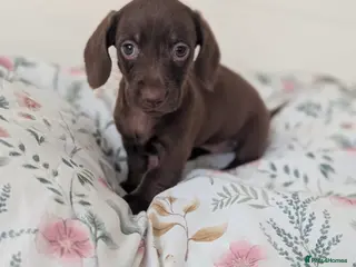 Miniature Dachshund dogs Miniature dachshund puppies - Advert 18