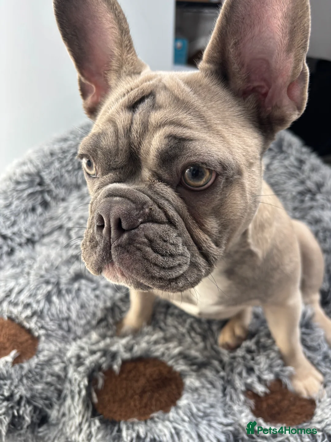 French Bulldog dogs for sale: Female French Bulldog for sale in Sidcup - Advert 2