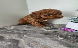 Toy Poodle dogs for sale: Beautiful Red Toy Poodle Puppies - Image 8