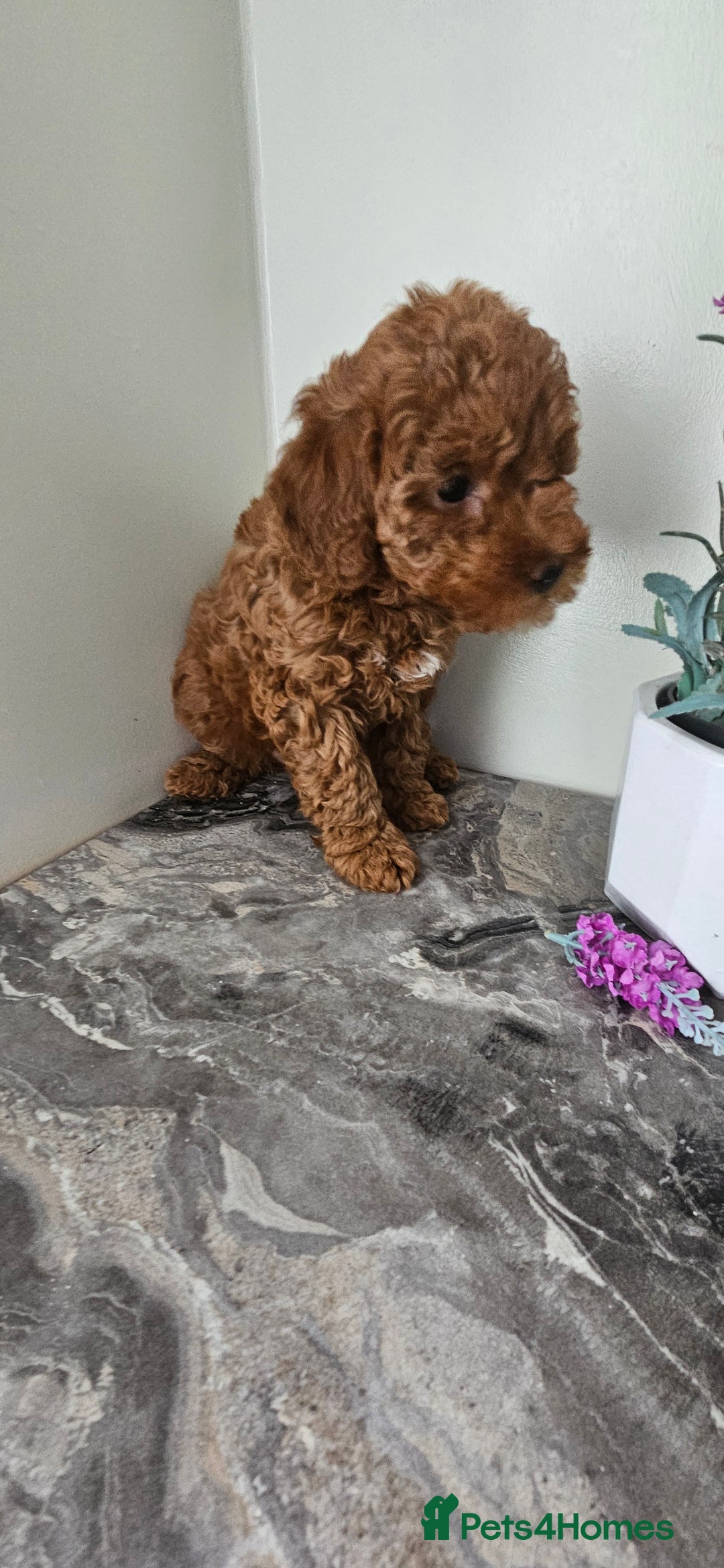 Toy Poodle dogs for sale: Beautiful Red Toy Poodle Puppies - Image 8