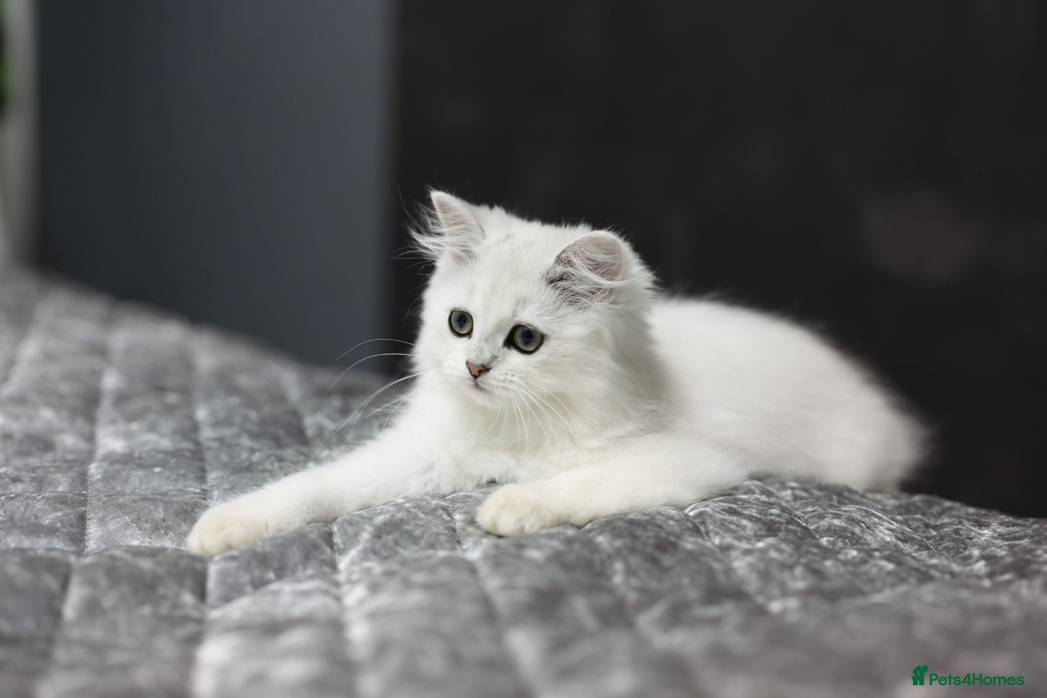 Scottish Fold cats Adorable Scottish Kittens Available - Advert 11