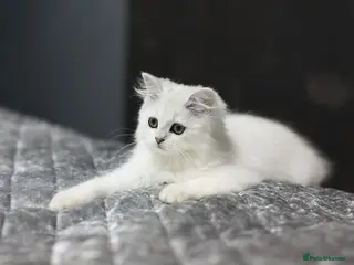 Scottish Fold cats Adorable Scottish Kittens Available - Advert 11