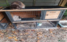 Mini Lion Lop rabbits for sale: Various mini lop rabbits  - Image 4