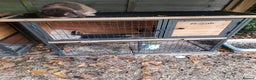 Mini Lion Lop rabbits for sale: Various mini lop rabbits  - Advert 4