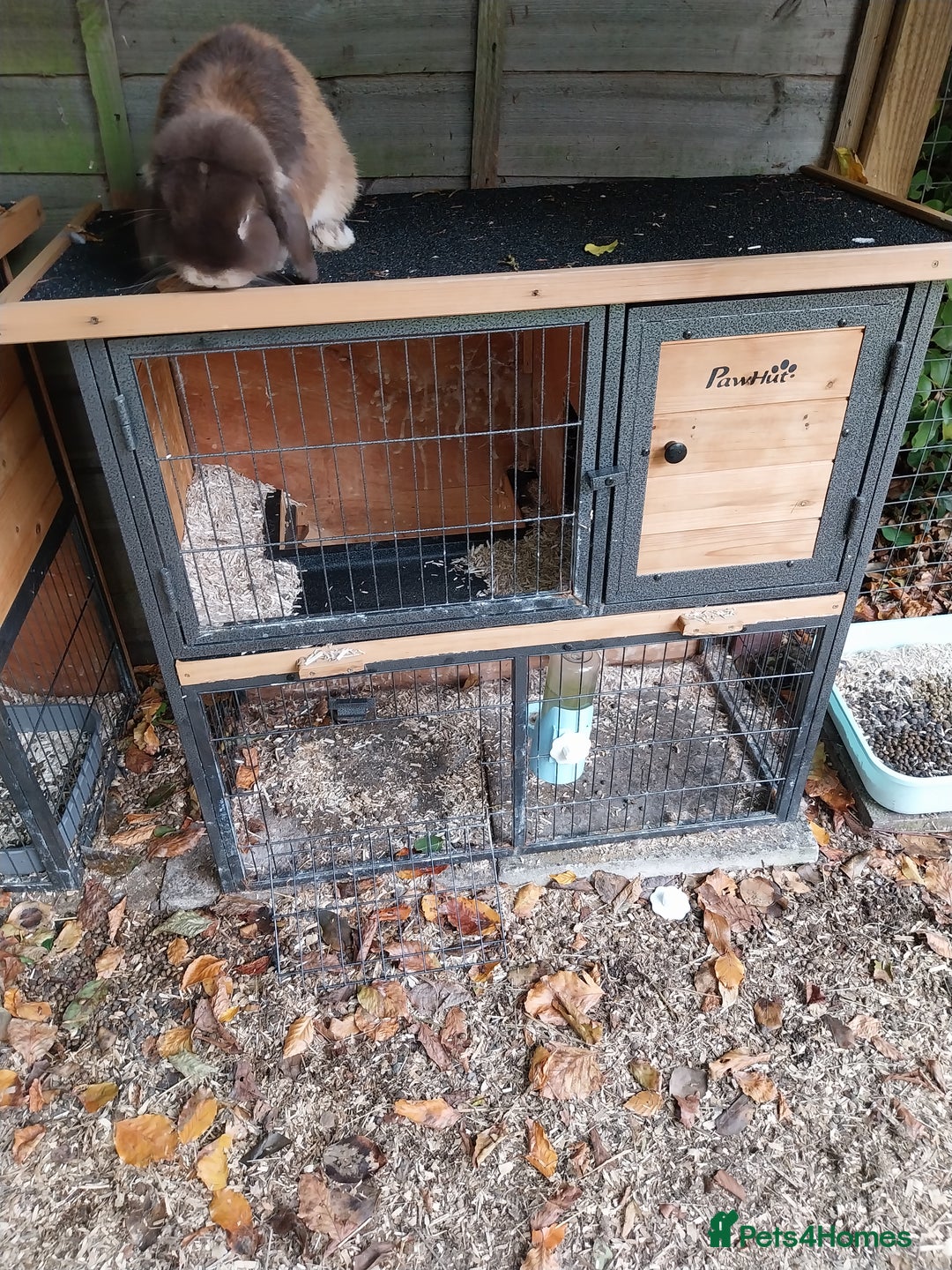 Mini Lion Lop rabbits for sale: Various mini lop rabbits  - Image 4