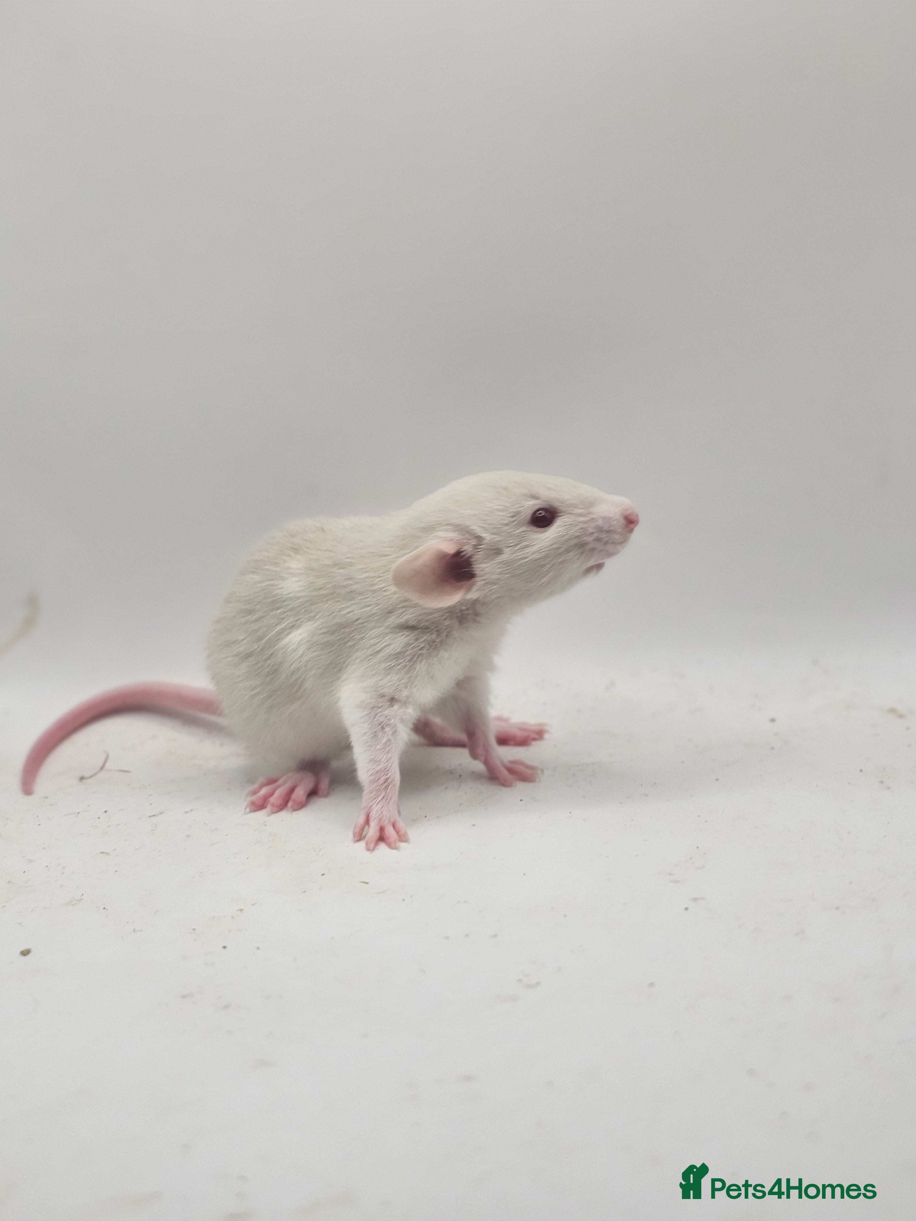 Rat rodents Rex & Smooth Dumbo Baby Rats GIRLS - Advert 12