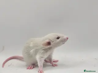 Rat rodents Rex & Smooth Dumbo Baby Rats GIRLS - Advert 12