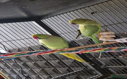 Ringnecks birds for sale: Ring neck parrot - Image 3