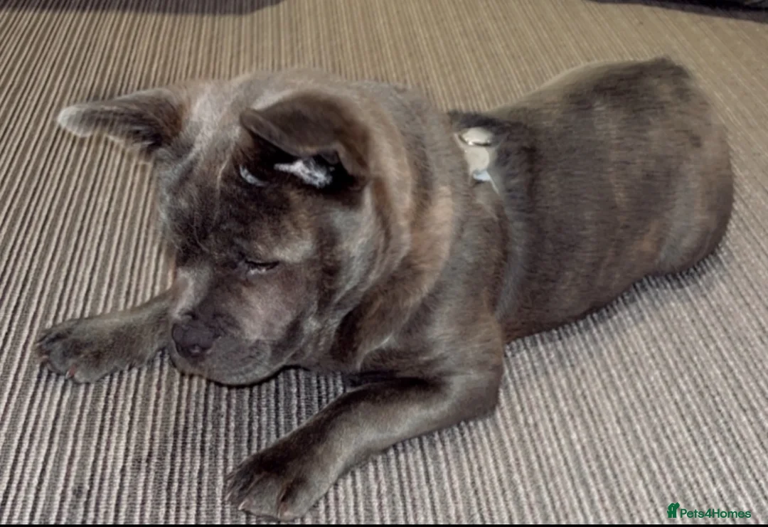 Mixed Breed dogs for sale: Lovely mixed Chow for Sale in Bexleyheath - Advert 1
