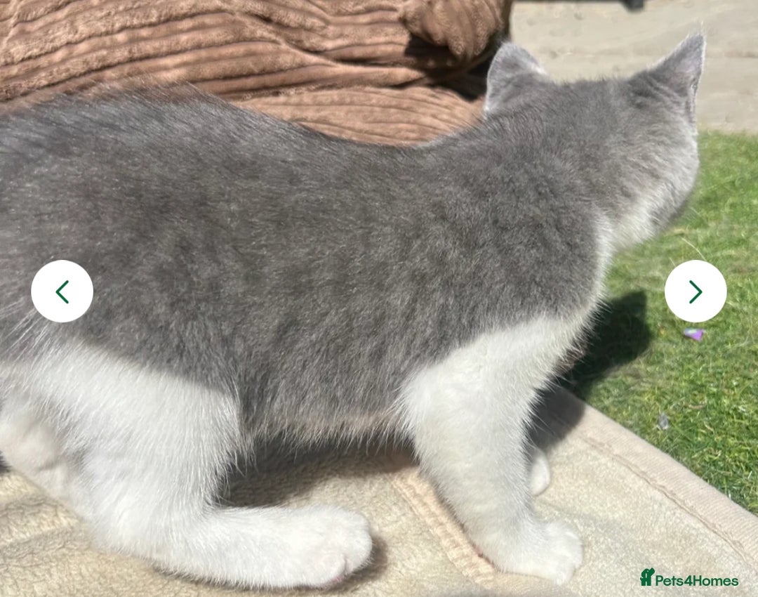 Mixed Breed cats for sale: 3 gorgeous kittens ready now Scottish fold mix - Image 5