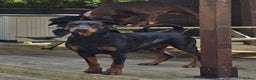 Dobermann dogs for sale: HEALTH TESTED, HOME REARED, STUNNING DOBERMAN PUPS - Advert 21