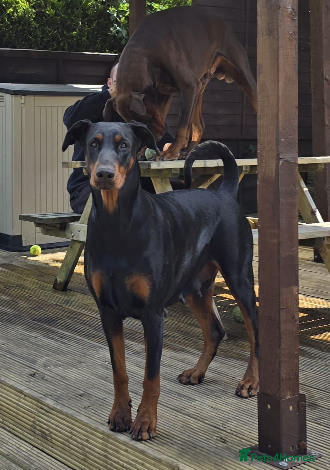 Dobermann dogs for sale: HEALTH TESTED, HOME REARED, STUNNING DOBERMAN PUPS - Advert 21