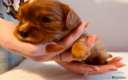 Cavalier King Charles Spaniel dogs for sale: Stunning KC Cavalier King Charles Spaniel Puppies. - Image 18