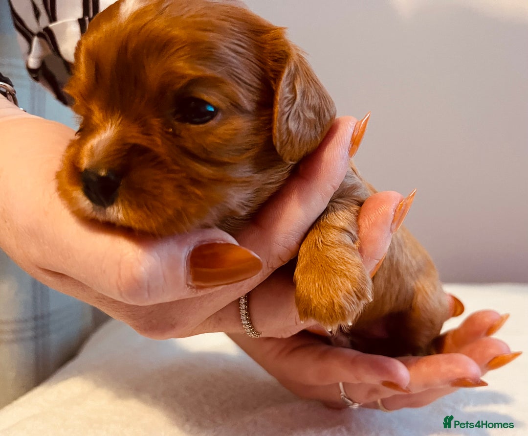 Cavalier King Charles Spaniel dogs for sale: Stunning KC Cavalier King Charles Spaniel Puppies. - Image 18