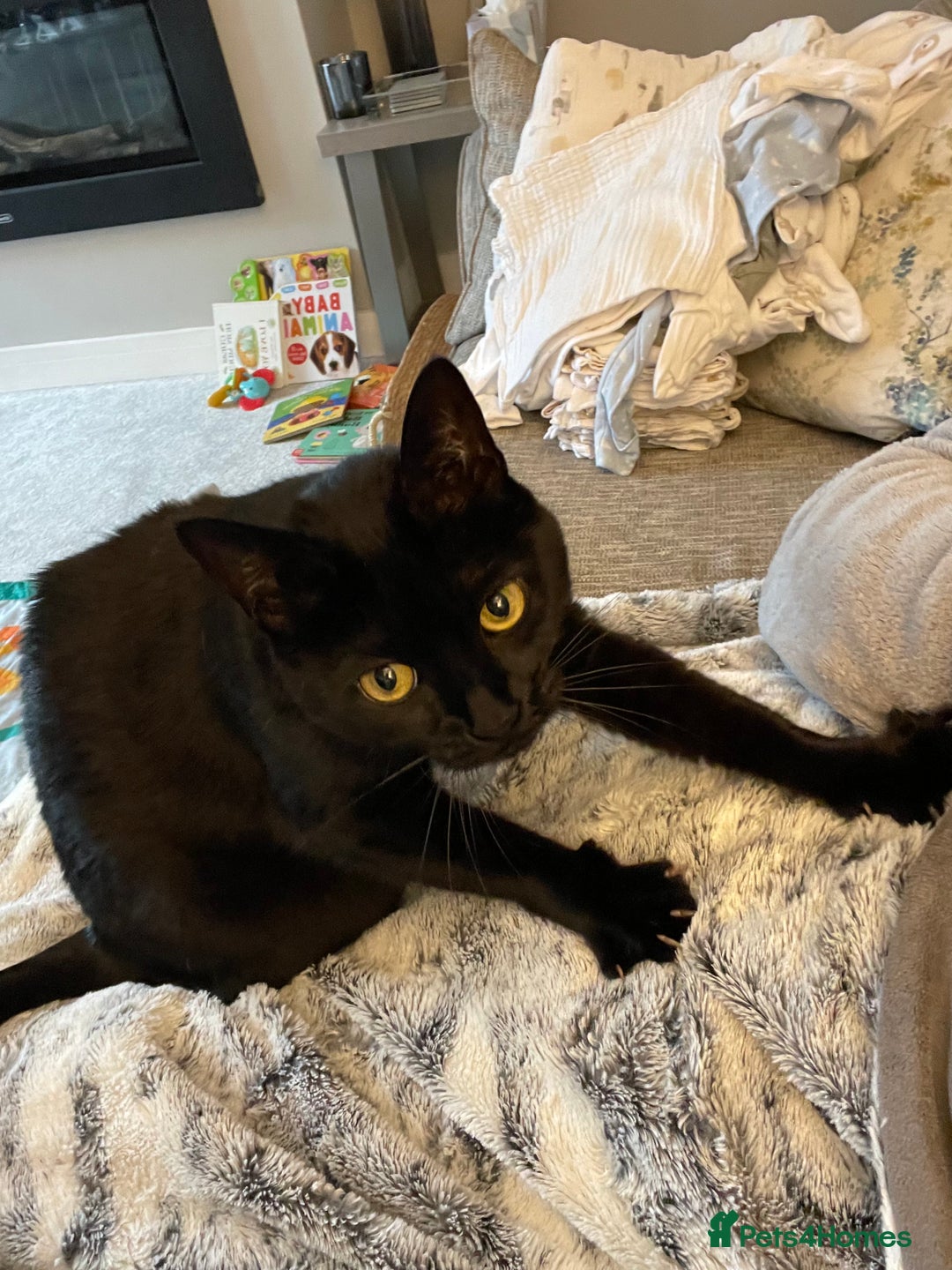Domestic Shorthair cats for sale: Two gorgeous sisters ready for their forever home - Image 5