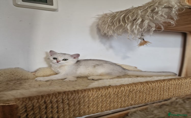 British Shorthair cats - Advert 5