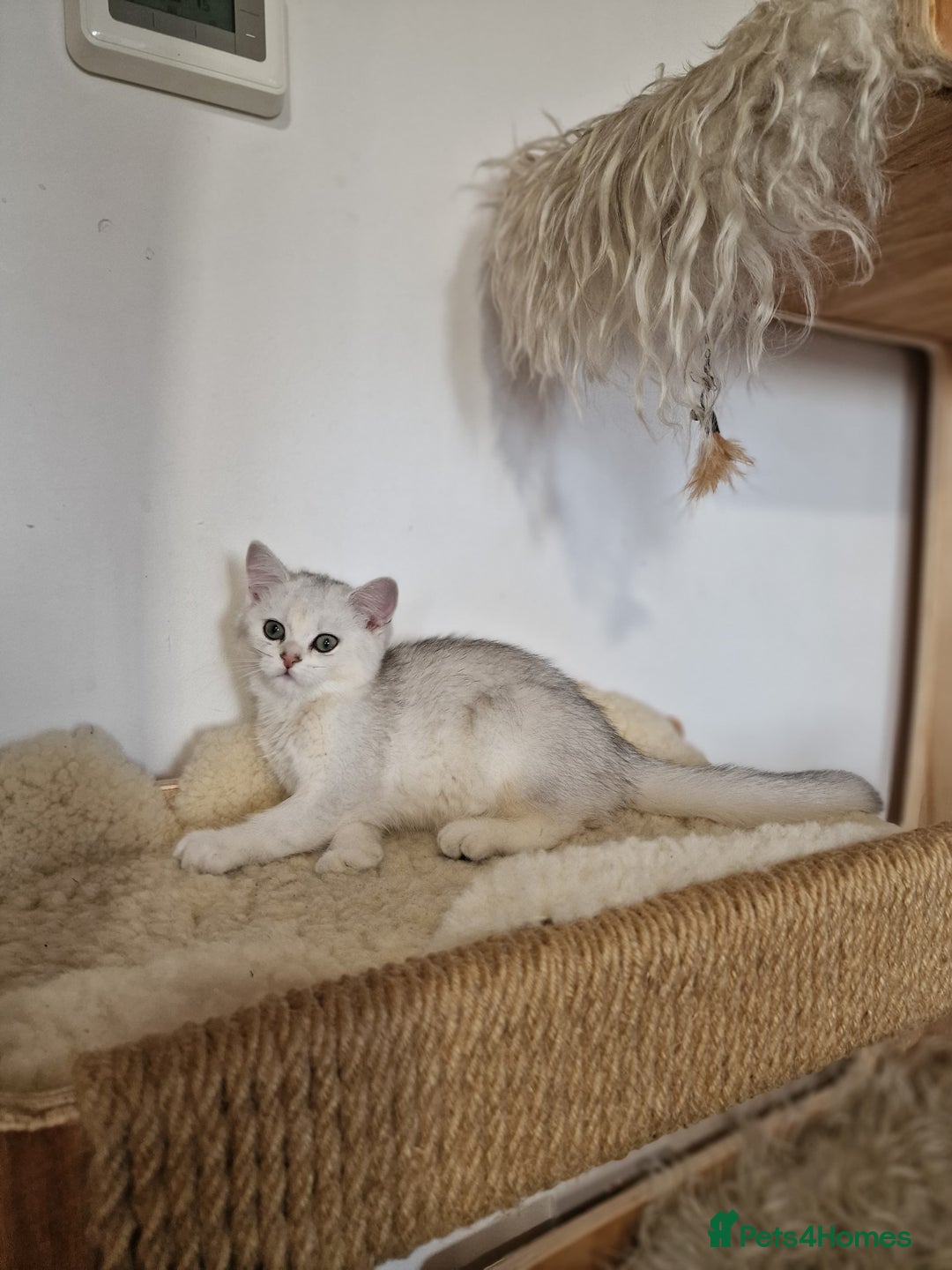 British Shorthair cats for sale: PEDIGREE BRITISH SHORT HAIR READY NOW !!! - Image 10
