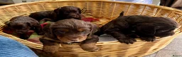 Cocker Spaniel dogs for sale: PEDIGREE WORKING COCKER SPANIEL PUPPIES FOR SALE - Advert 3