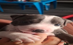 Staffordshire Bull Terrier dogs for sale: Blue Staffordshire bull terrier puppies  - Image 37