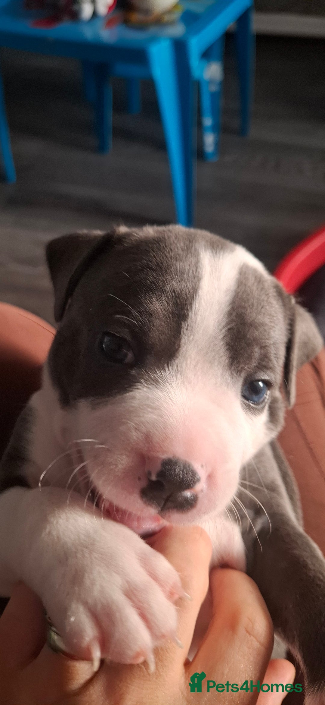 Staffordshire Bull Terrier dogs for sale: Blue Staffordshire bull terrier puppies  - Image 37