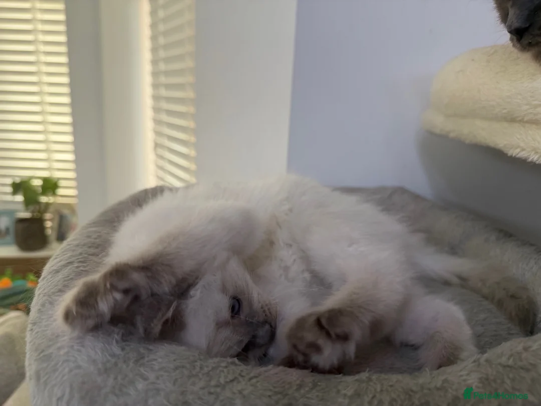 Ragdoll cats for sale: Adorable and friendly Ragdoll Kittens - Advert 16