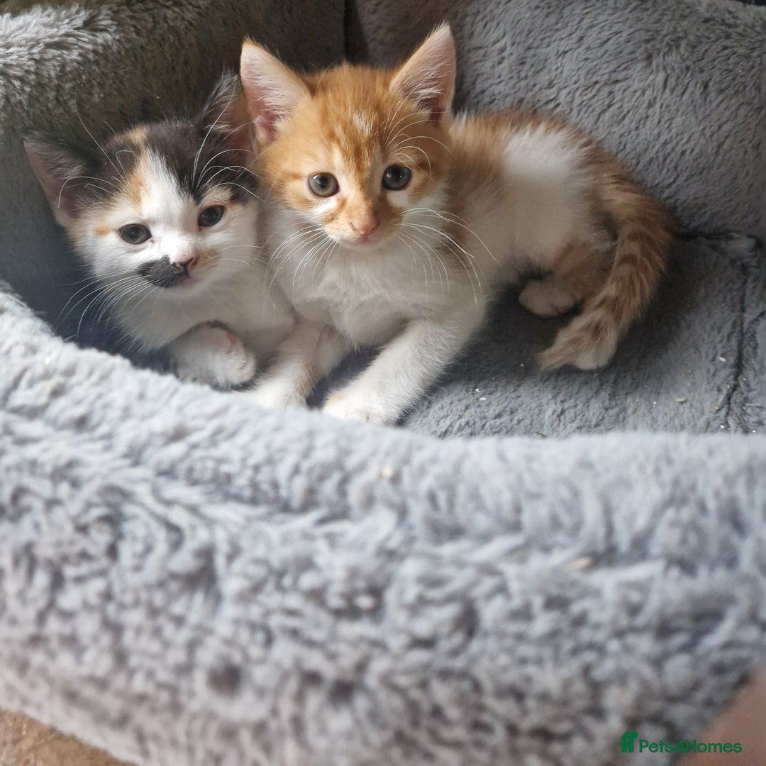 Mixed Breed cats for sale: Siberian cross ready to go!!! - Image 10