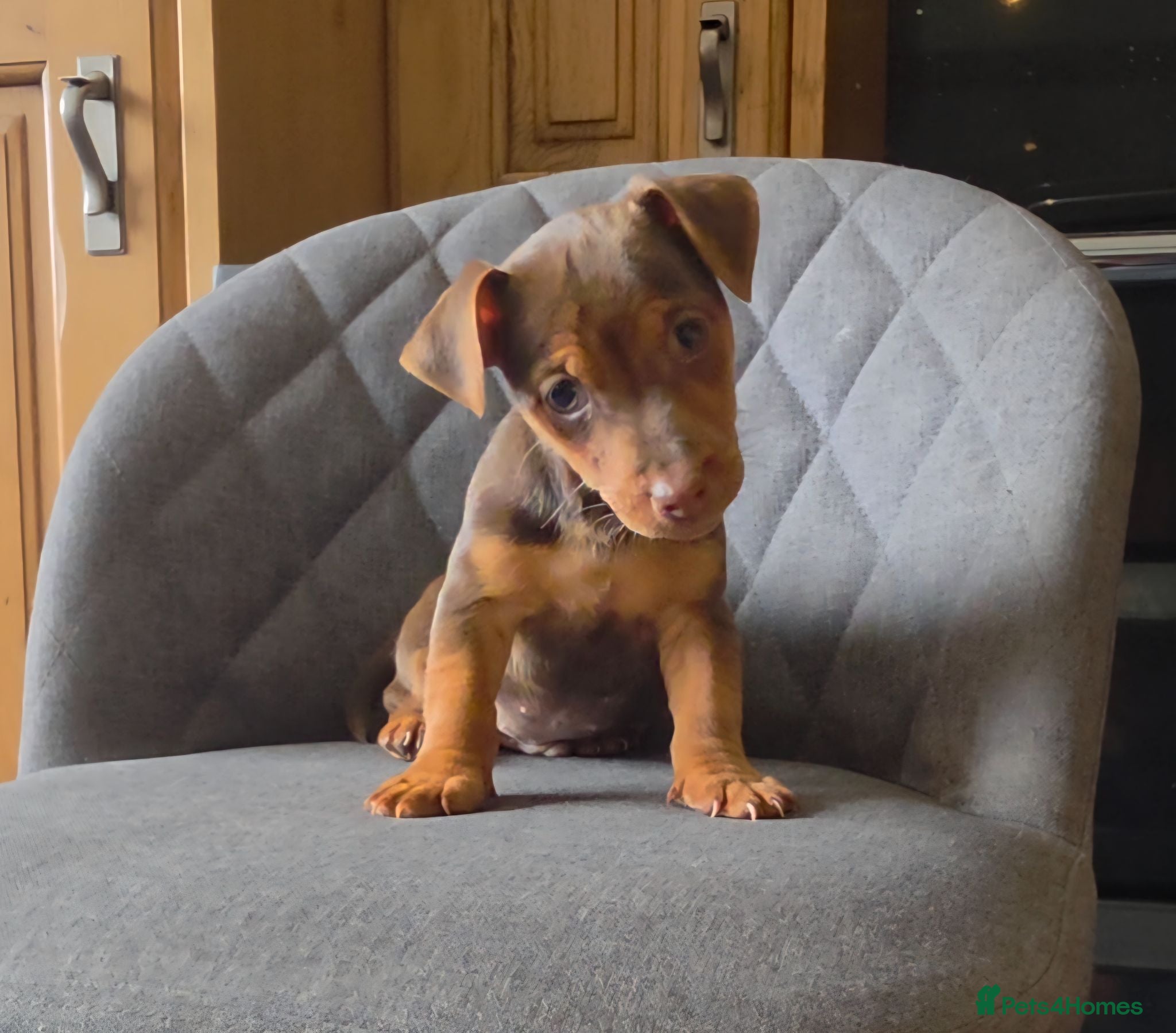 Jack Russell dogs Short Legged Jack Russell Puppies  - Advert 2