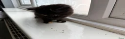Mixed Breed cats for sale: 2 beautiful kittens for sale  - Advert 6
