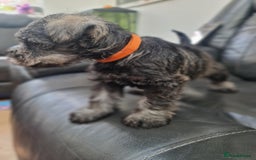 Miniature Schnauzer dogs for sale: Miniature Schnauzer Puppies KC Registered. 5M 2Fm - Image 6