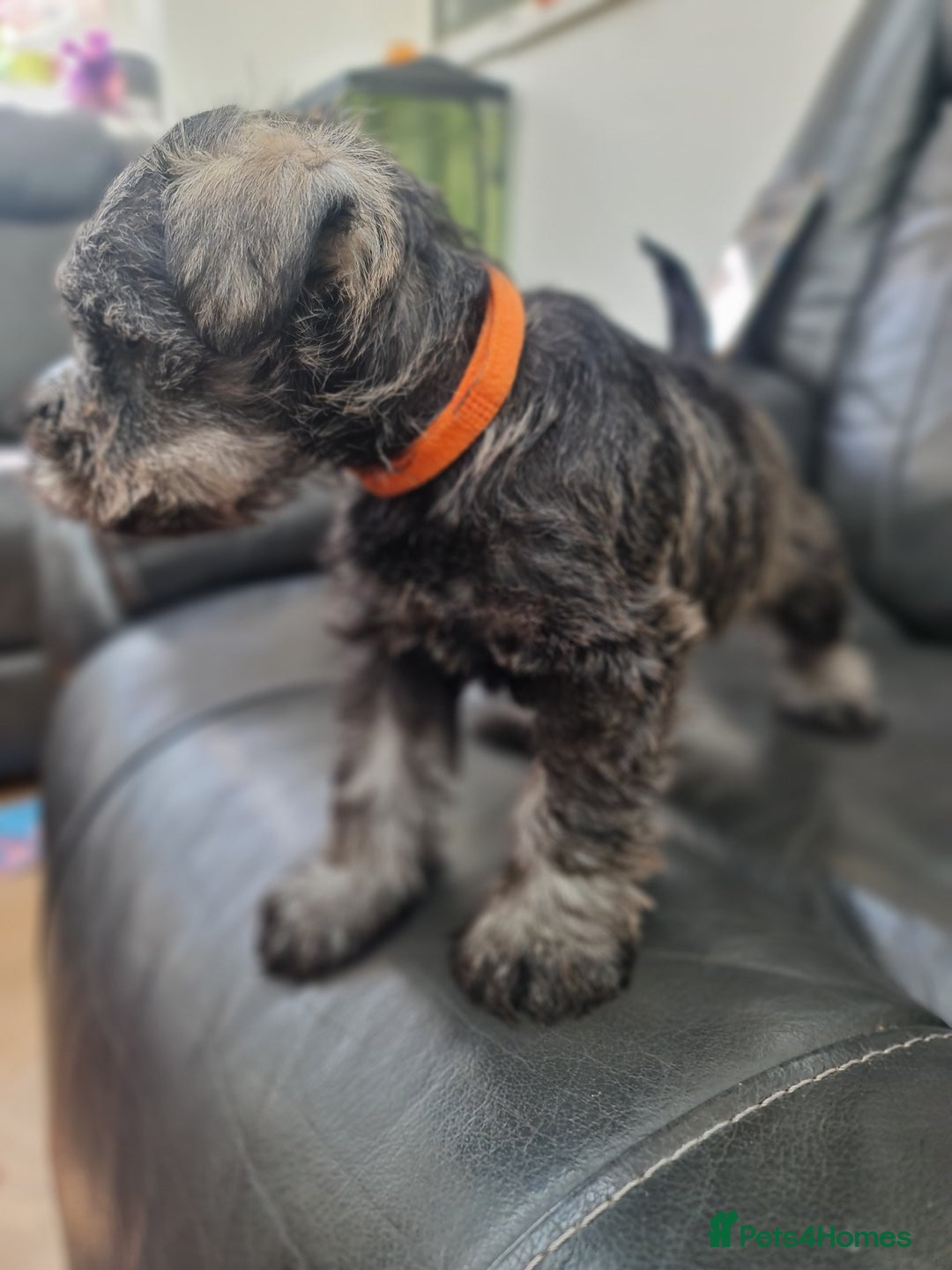 Miniature Schnauzer dogs for sale: Miniature Schnauzer Puppies KC Registered. 5M 2Fm - Image 6