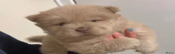 Chow Chow dogs for sale: Adorable Chow Chow Puppies  in Harrow - Advert 8