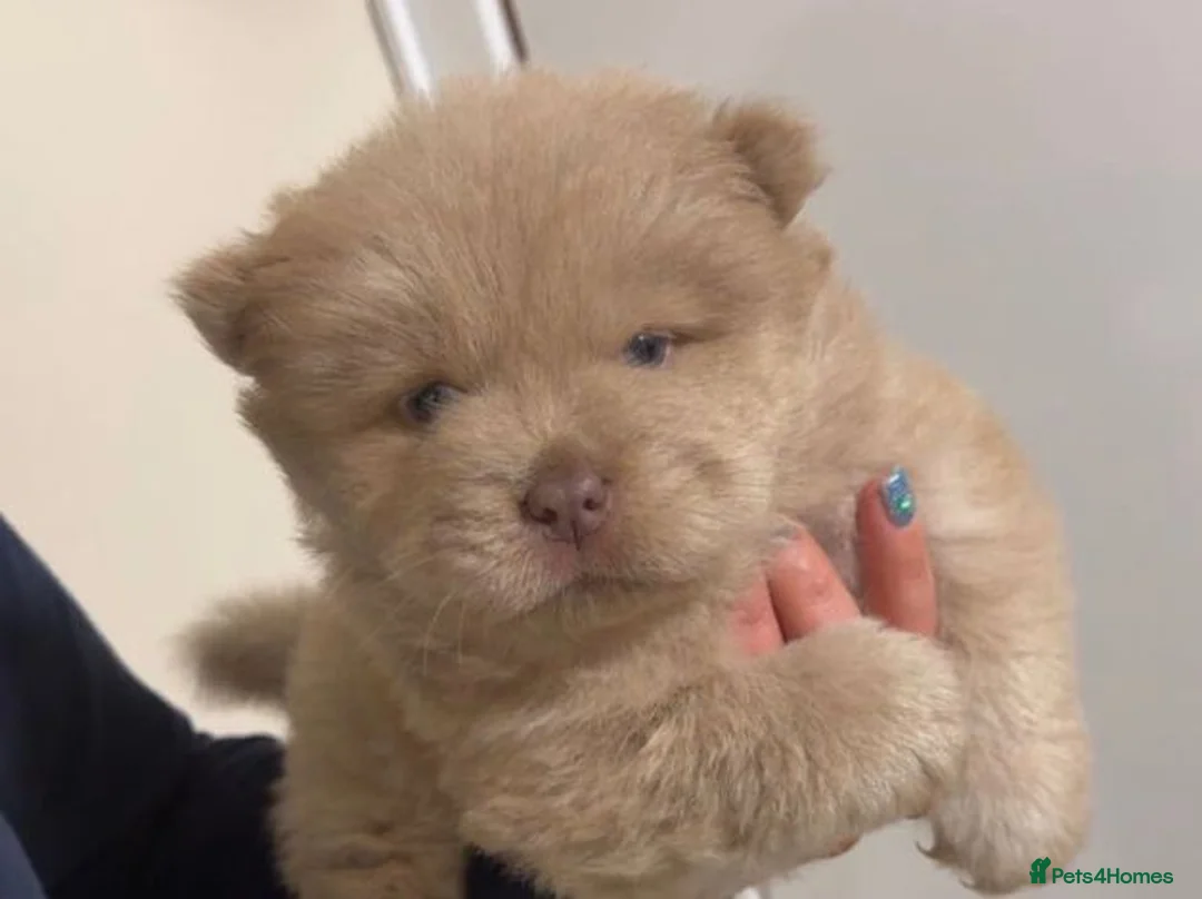 Chow Chow dogs for sale: Adorable Chow Chow Puppies  in Harrow - Advert 8
