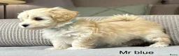 Maltipoo dogs for sale: A BEAUTIFUL ARRAY OF COLOURS AND LOVELINESS  - Advert 28