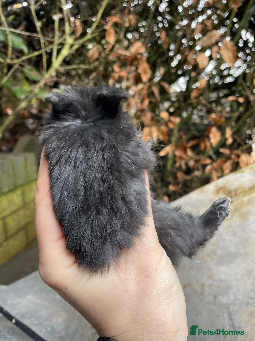 Mini Lop rabbits for sale: Mini Lop Baby Bunnies  - Advert 13