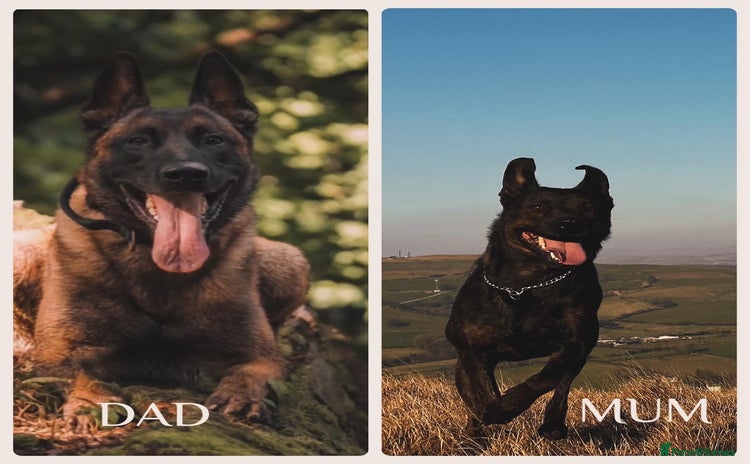 Mixed Breed dogs - Advert 1
