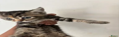 Bengal 3