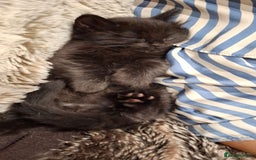 Ragdoll cats for sale: 3 Male Kittens Ragdoll X Turkish Angora  - Image 18