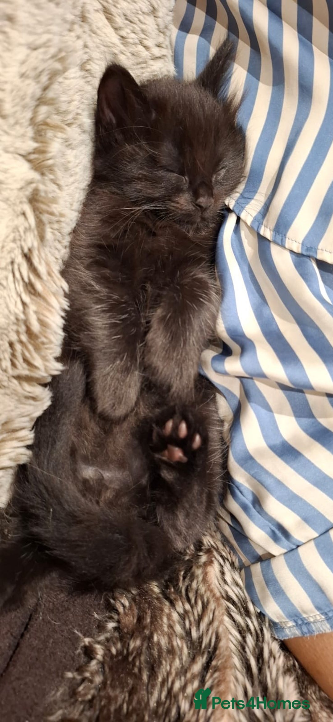 Ragdoll cats for sale: 3 Male Kittens Ragdoll X Turkish Angora  - Image 18