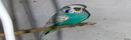 Budgerigars birds for sale: Budgies for sale  in Spalding - Advert 24