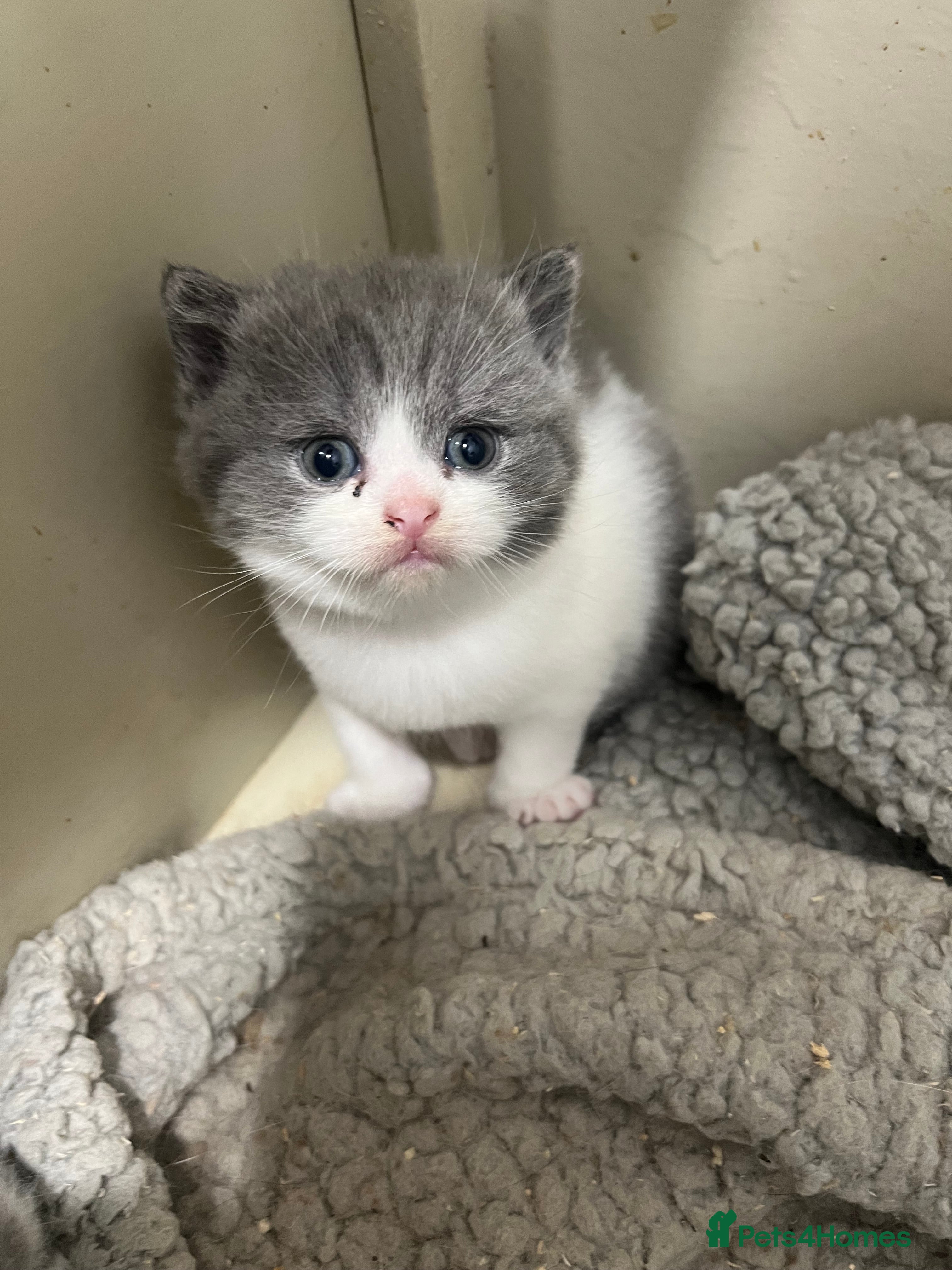 British Shorthair cats TICA Registered British Short Hair  - Advert 2