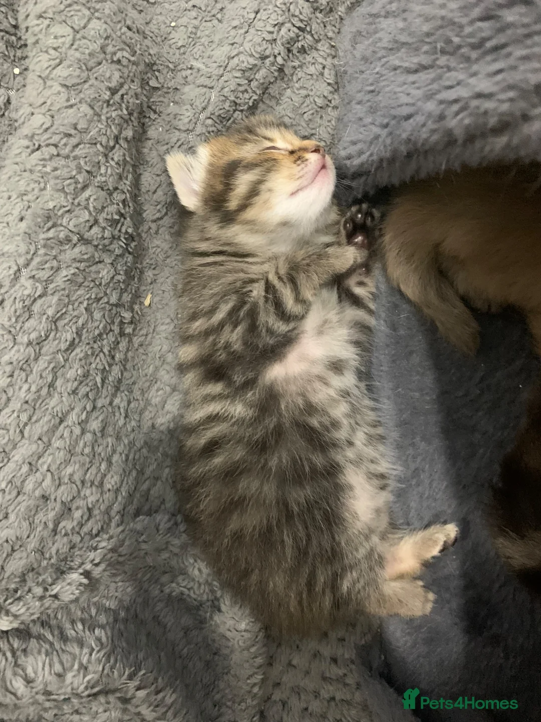 Mixed Breed cats for sale: Beautiful female tabby kittens  - Advert 1