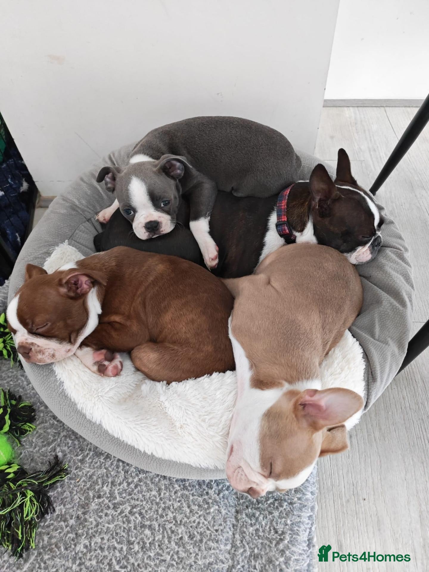 Boston Terrier dogs Handsome Boston Terrier looking for forever home   - Advert 16