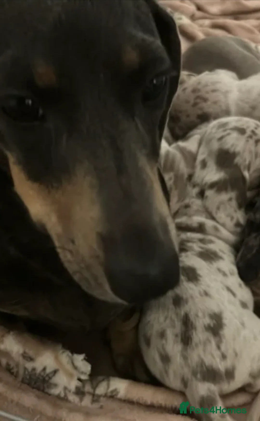 Miniature Dachshund dogs for sale: Little sister and brother 💙❤️  - Advert 10