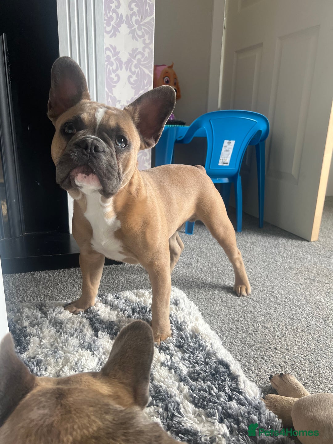 French Bulldog dogs for sale: LOKI 7 months old - Image 3