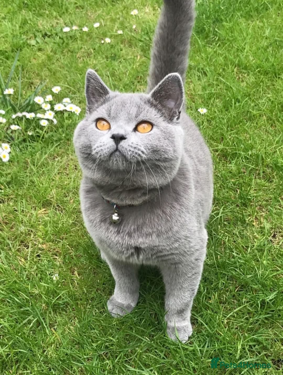 British Shorthair cats for sale: Excellent Quality BSH kittens for Reservation - Image 3