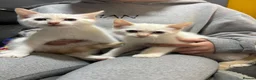 Ragdoll cats for sale: Ragdoll x Siamese kittens - Advert 2