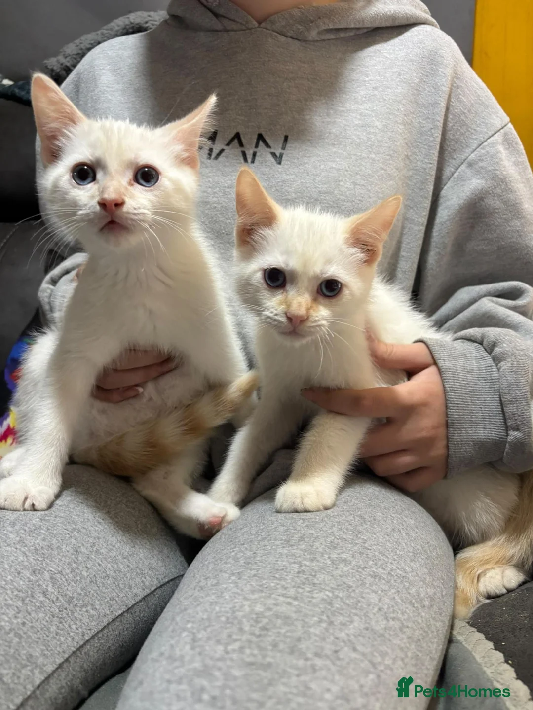 Ragdoll cats for sale: Ragdoll x Siamese kittens - Advert 2