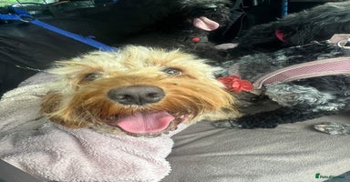 Cockapoo dogs - Advert 4