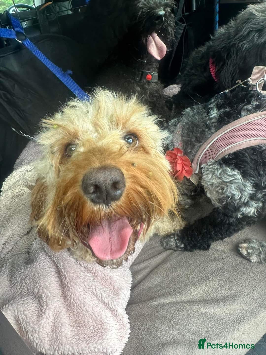 Cockapoo dogs for sale: READY NOW 5* F2B Apricot Merle Cockapoos - Image 6
