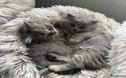 British Shorthair cats for sale: BEAUTIFUL BRITISH SHORT AND LONG HAIR KITTENS - Image 10